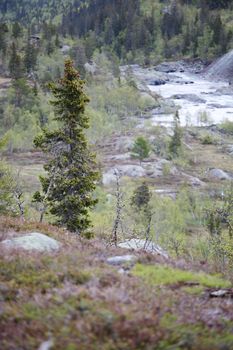 Spring tundra landscape in Hardangervidda national park, Norway