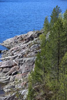 Sea shore with rocks and firs, summer Norway landscape