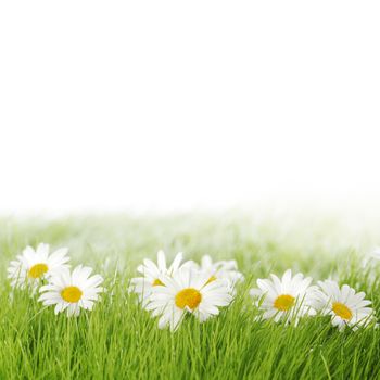 Spring meadow with daisies in grass isolated on white background