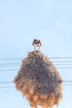 A martial eagle, Polemaetus bellicosus, eating prey on top of a communal bird nest, built on top a a telecommunications pole near Groblershoop in the Northern Cape Province