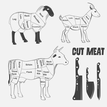 British cuts of lamb, veal, beef, goat or Animal diagram meat. illustration