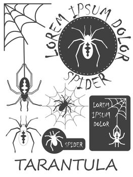 Set of vintage spider labels, badges and design elements. illustration