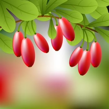 Red, juicy barberry on a branch for your design. illustration