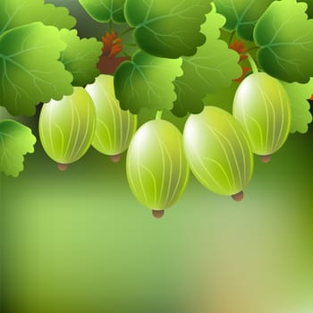 Green, juicy, sweet gooseberry on a branch for your design. illustration