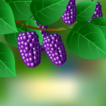 Blue, juicy, sweet mulberries on a branch for your design. illustration