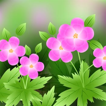 Beautiful spring flowers Geranium. For cards or your design with space for text. illustration