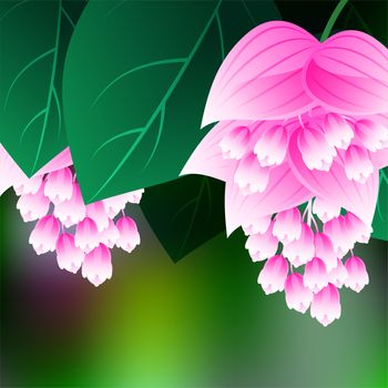 Beautiful spring flowers Medinilla. Cards or your design with space for text. illustration