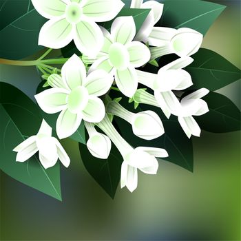 Beautiful spring flowers stephanotis. Cards or your design with space for text. illustration