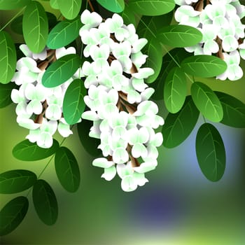 Beautiful spring flowers acacia. Cards or your design with space for text. illustration