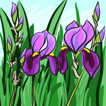 Violet iris hand-drawn on green background for your design. illustration