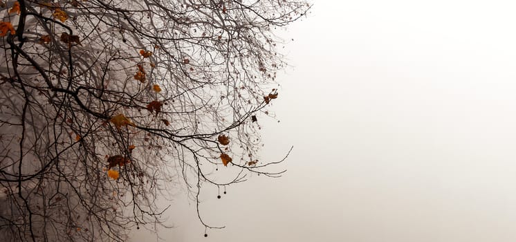 winter scene with a tree in the fog