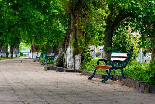 bench in the shade of chestnut alley. lovely urban scenery in summer