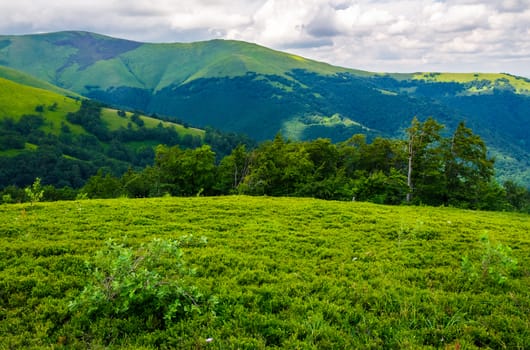 beautiful green hills of Borzhava mountain ridge. lovely landscape on a cloudy day