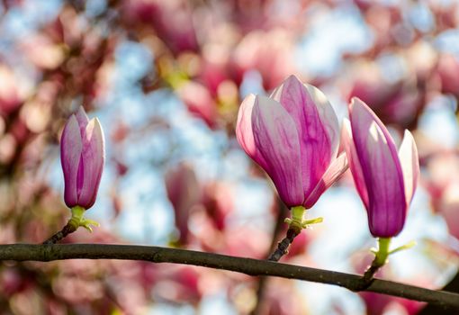 beautiful spring background. Magnolia flowers closeup on a branch. blurred background of blossoming garden