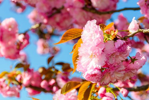 closeup of cherry blossom flowers. beautiful springtime background