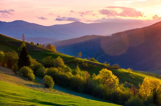 colorful sunset in Carpathian countryside. grassy hillsides with some trees in evening light. sky and fluffy clouds in pink light