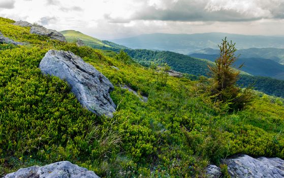 tree among the boulders on hillside. lovely scenery in mountains on a cloudy day