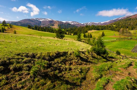 beautiful Carpathian countryside in springtime. Coniferous trees on grassy rolling hills. Borzhava mountain ridge with snowy tops in the distance. blue sky with some clouds