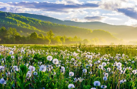 dandelion field on foggy sunrise. beautiful agricultural scenery in mountains