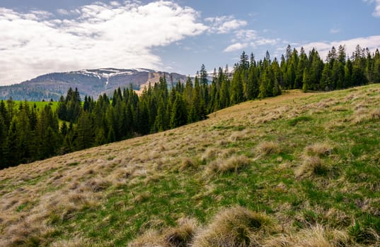 row of spruce trees on a grassy hillside. lovely springtime landscape on a cloudy day. mountain with snowy peak in the distance