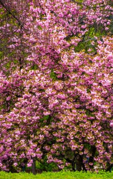 branches of blossoming cherry tree over the grassy lawn in the park. beautiful springtime background