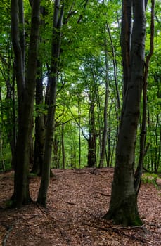 tall beech trees with green foliage. beautiful summer nature background