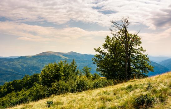 tree on the grassy hillside on a cloudy day. lovely summer landscape of Carpathian mountain Svydovets ridge.