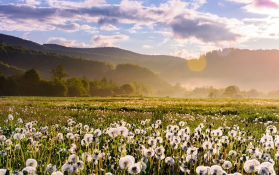 dandelion field on foggy sunrise. beautiful agricultural scenery in mountains