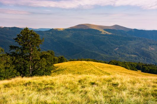 beech tree on grassy hillside in evening. beautiful landscape of Svydovets ridge in summertime