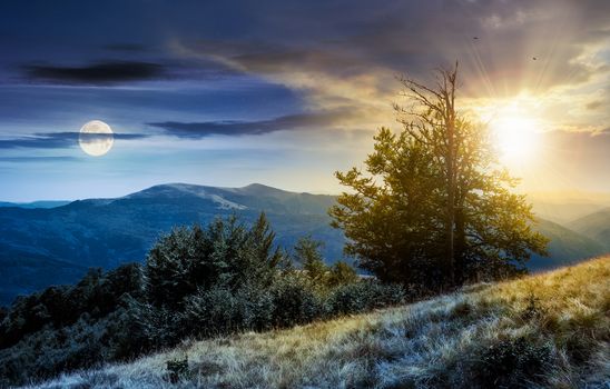 time change concept  tree on the grassy hillside. lovely summer landscape of Carpathian mountain Svydovets ridge with sun and moon.