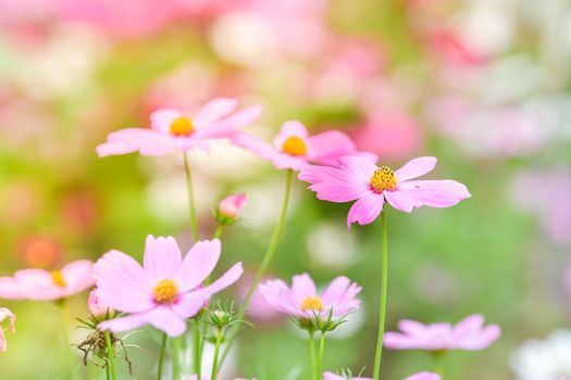 Pink cosmos flower in the wind at cosmos field.