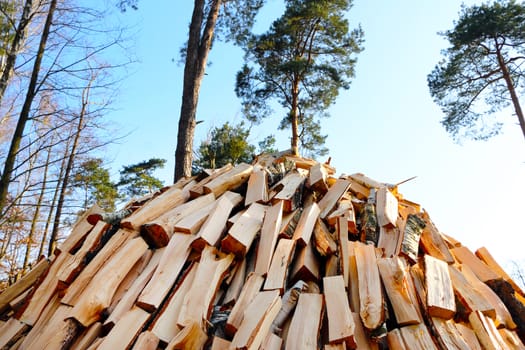 Pile of chopped pine firewood on blue sky and tree background