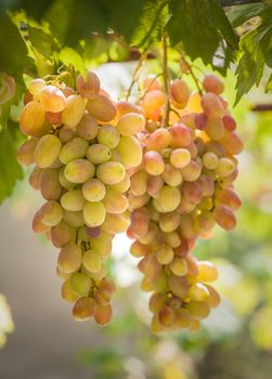 Close-up of two bunches of grapes on the vine with green leaves on a sunny day