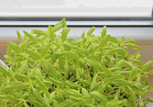 Seedlings of tomatos behind the window. Close-up.