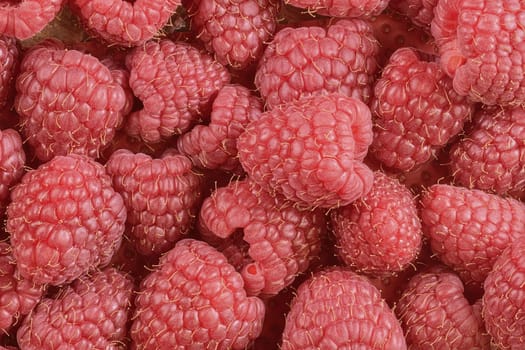 Red-fruited raspberries. Raspberries background. Close-up. Macro image