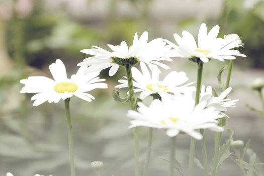 Chamomile flowers field wide background in sun light. Summer Daisies. Beautiful nature scene with blooming medical chamomilles. Alternative medicine. Camomile Spring flower background Beautiful meadow.