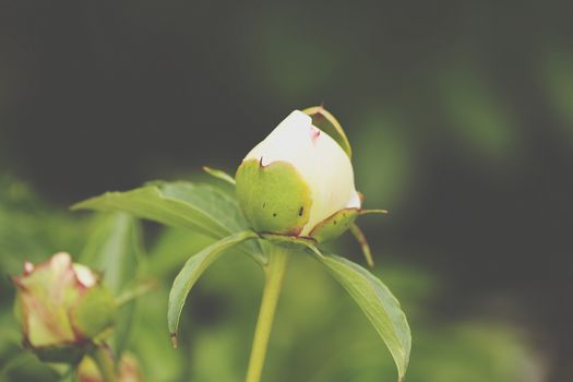 Ant on Peonies flower.