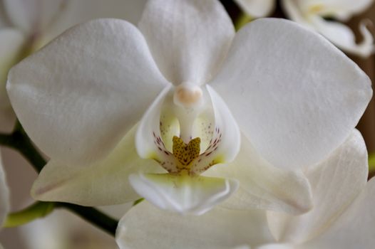 Beautiful white orchid, white phalaenopsis closeup in spring.