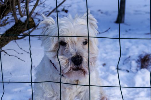 Cute white dog in snow behind net in white winter.