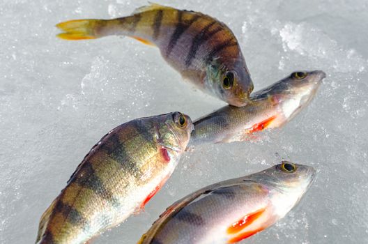 Ice fishing in the winter time in Russia