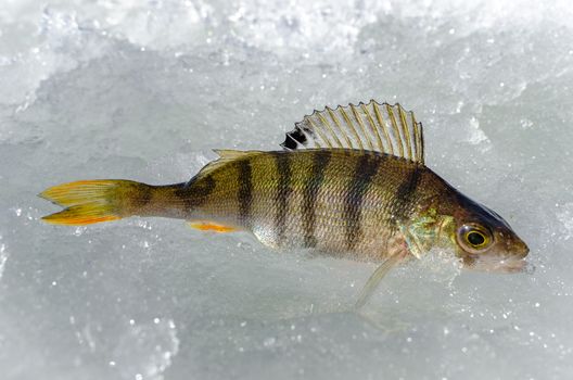 Ice fishing in the winter time in Russia