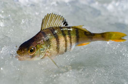 Ice fishing in the winter time in Russia