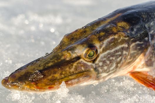 Ice fishing in the winter time in Russia