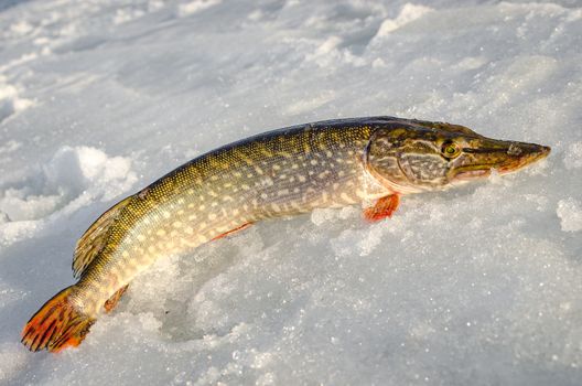 Ice fishing in the winter time in Russia