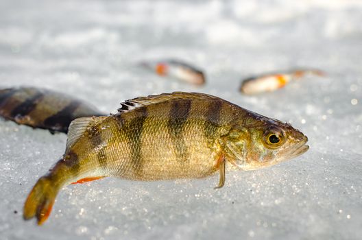 Ice fishing in the winter time in Russia