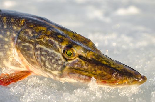 Ice fishing in the winter time in Russia