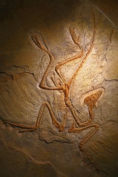 Close up petrified extinct prehistoric fossil remains of Archaeopteryx, a genus of birdlike dinosaurs, transitional between non avian feathered dinosaurs and modern birds