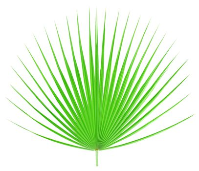 Palm leaf isolated on white background