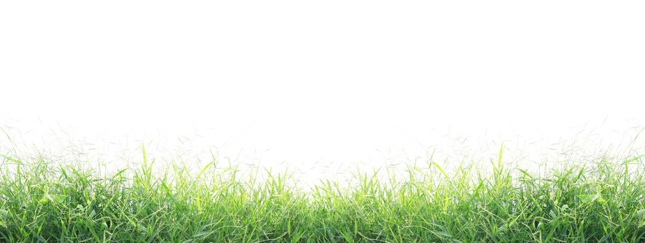 Green grass isolated on white background