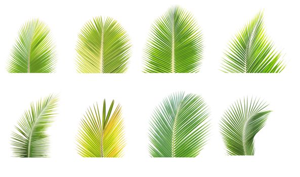 Set of green palm leaf isolated